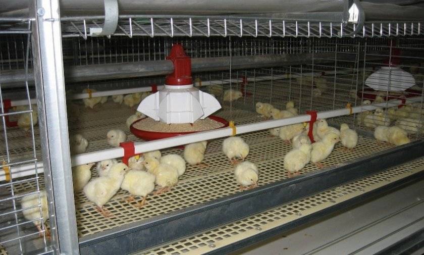 Выращивание бройлеров на птицефабрике – содержание и кормление