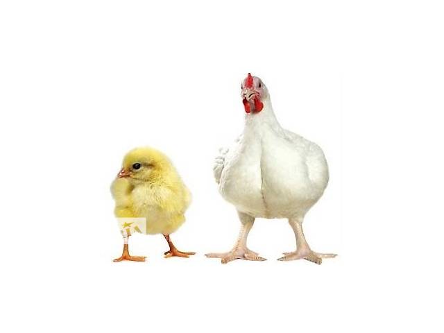 Родительское стадо кур – здоровые цыплята от здоровых родителей