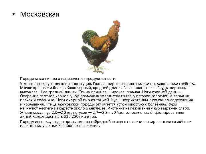 Адлерская серебристая - мясо-яичная порода кур. Описание, основные характеристики, содержание, кормление и инкубация
