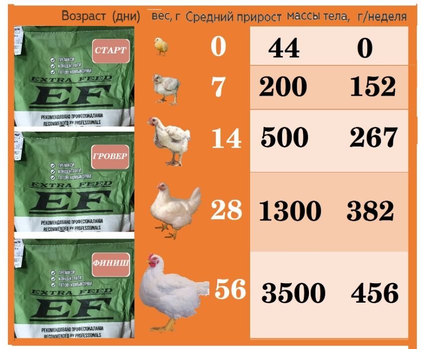 Бройлер Росс 308 - мясной кросс кур. Описание, характеристики, выращивание и кормление