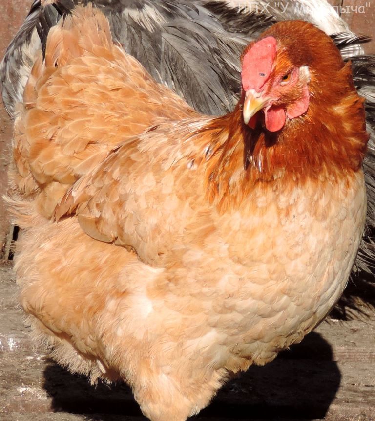 Полтавская порода кур – описание, фото и видео