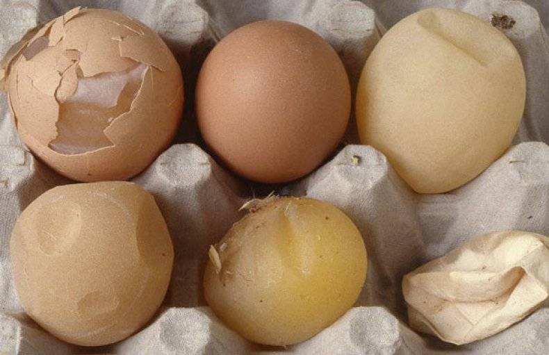 ТОП-6 причин, почему куры несут яйца с тонкой и мягкой скорлупой