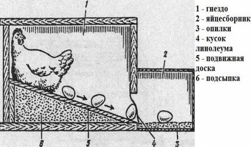 Зачем нужны занавески для куриных гнезд и можно ли обойтись без шторок?
