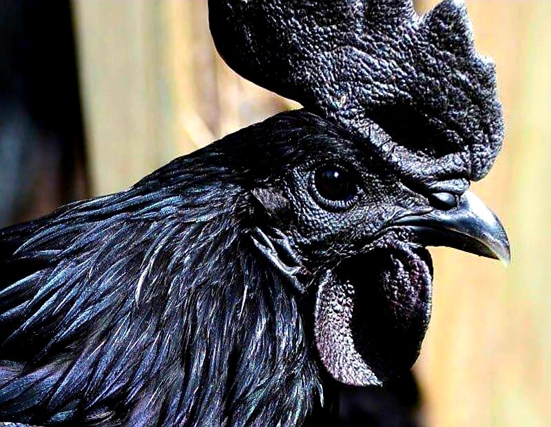 Моравские черные куры фото и описание породы
