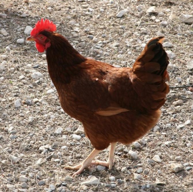 Родонит порода кур – описание, фото и видео