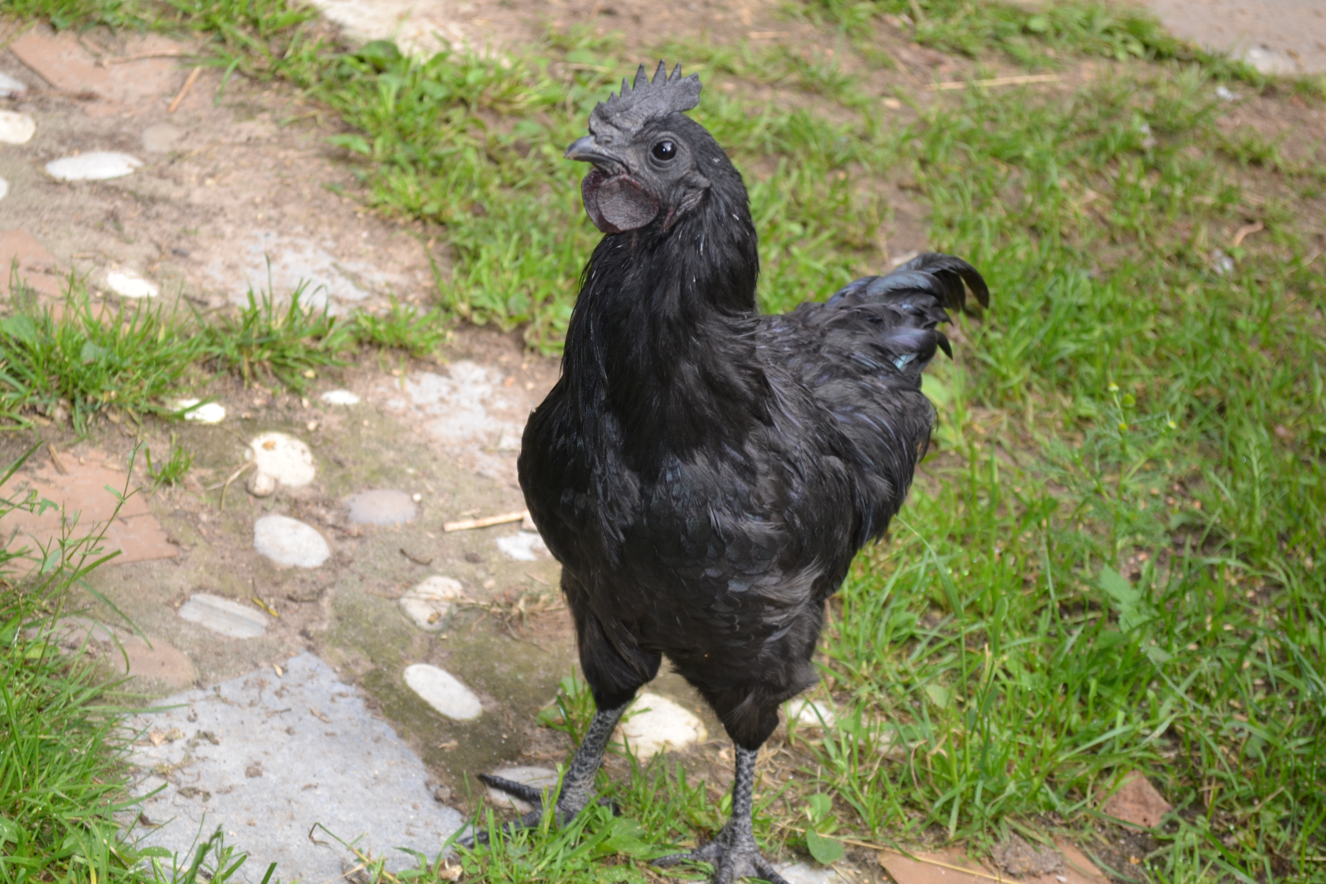 Черная курица характеристика. Лакеданзи и Ухейилюй. Куры породы Ухейилюй. Куры черные китайские Ухейилюй. Петух Ухейилюй.