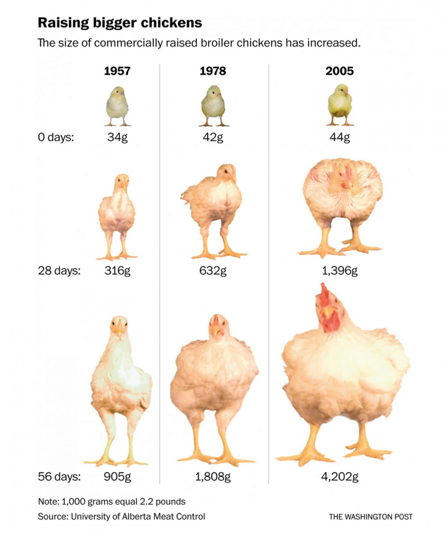 Характеристики лучших пород куриц, несущих яйца