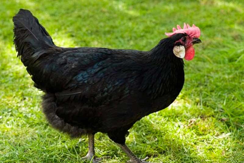 Кастеллана черная - мясо-яичная порода кур. Описание, характеристика, содержание, кормление и инкубация