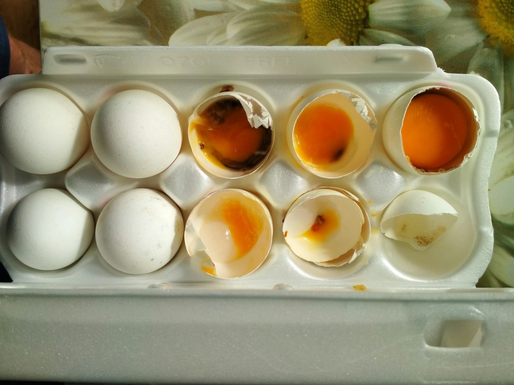 Воняют яйца. Тухлое яйцо.
