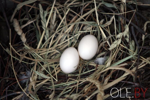 Сколько высиживают яйца голуби?