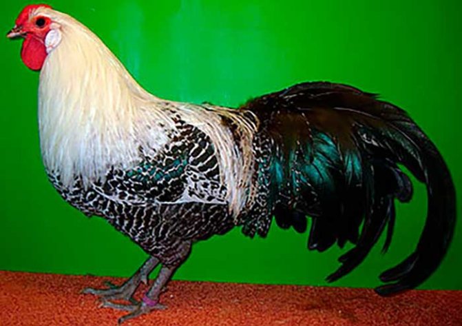 Вестфальский тотлегер - декоративная порода кур. Описание, характеристика, выращивание, содержание и кормление