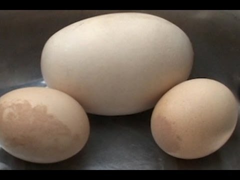 Какие куры несут двухжелтковые яйца