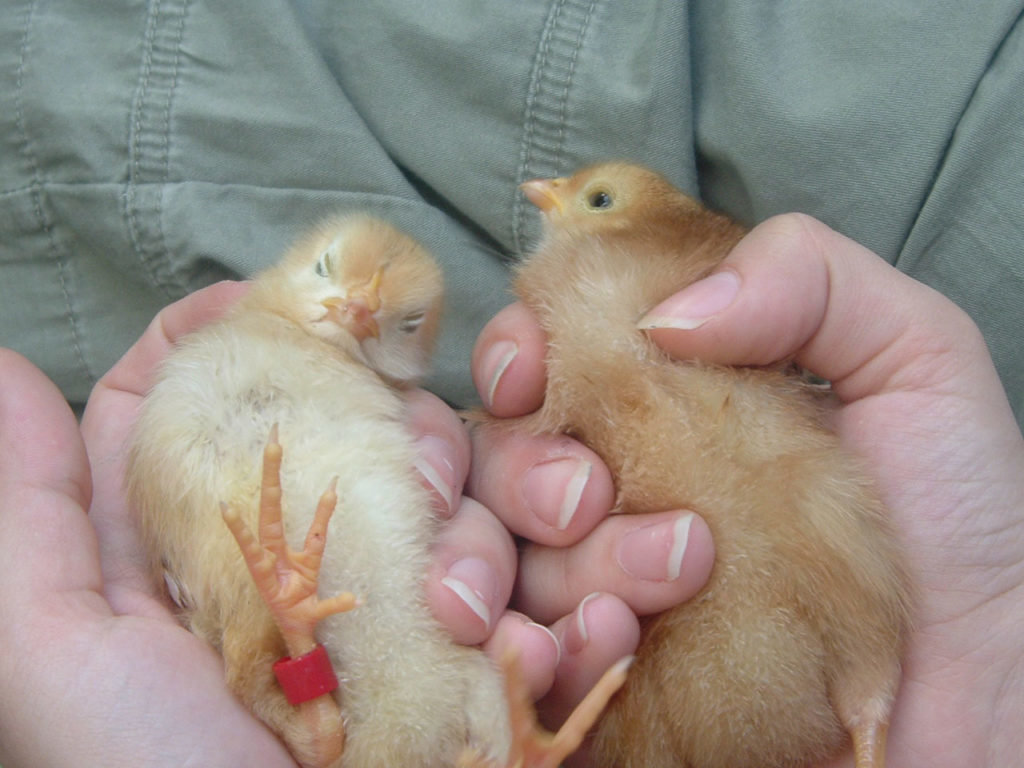 Как отличить цыплят курочек от петушков: как определить пол в суточном возрасте, в 1-2 и в 3-4 месяца?