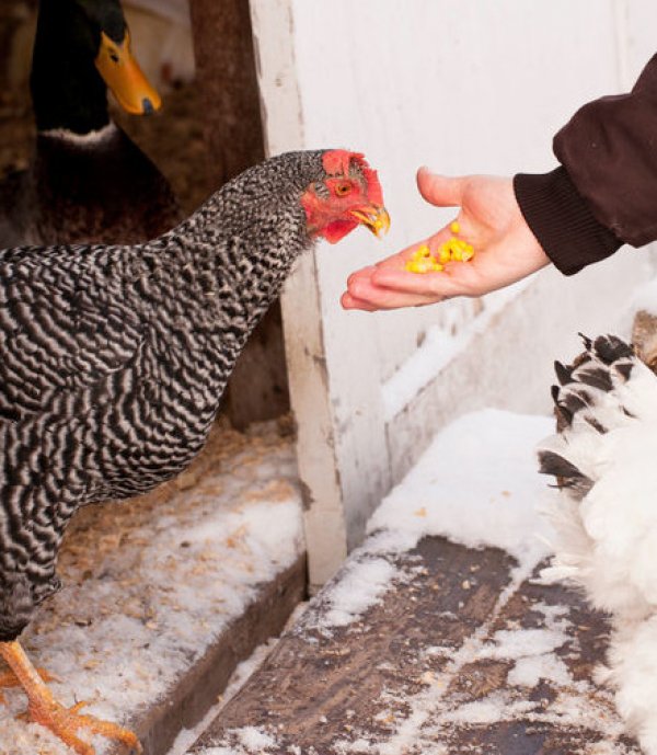 Как увеличить яйценоскость кур зимой? Секреты и советы.