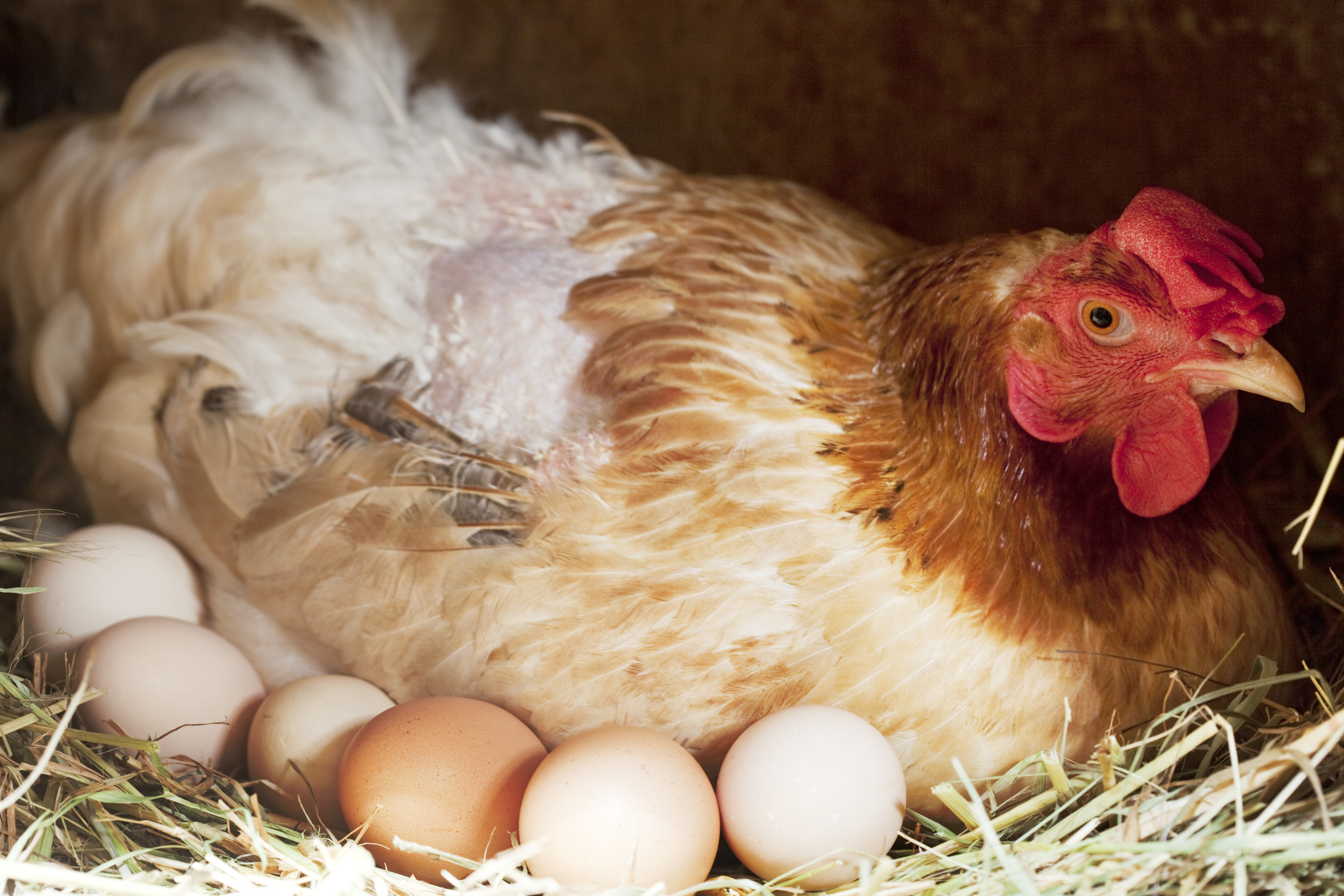 Способы увеличения яйценоскости кур в домашних условиях