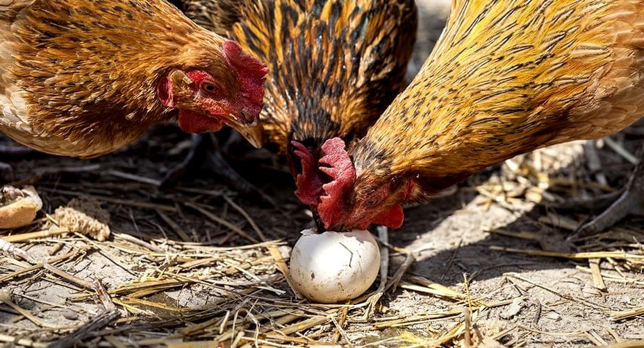 Спаривание курицы и петуха: как происходит и зачем самец топчет самку? Строение половых органов и процесс оплодотворения