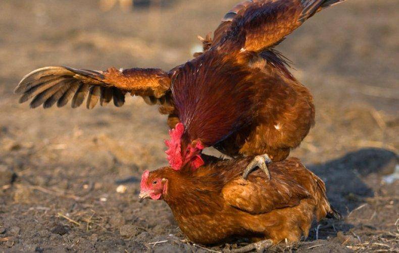 Рекорды куриц и петухов – 6 интересных случаев