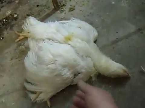Почему цыплята бройлеров клюют друг друга до крови и что с этим делать? Симптомы каннибализма у кур, лечение и профилактика