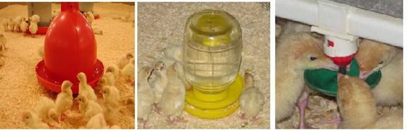Почему не вывелись цыплята в пластиковой бутыли?