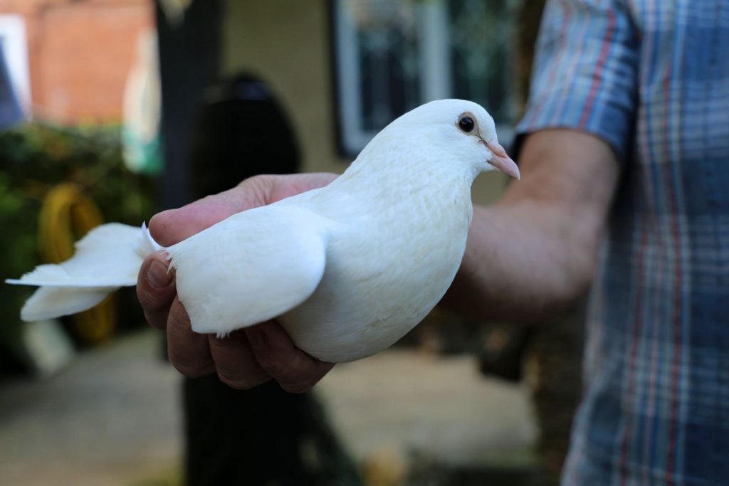 Сколько живут голуби на воле и в хозяйстве