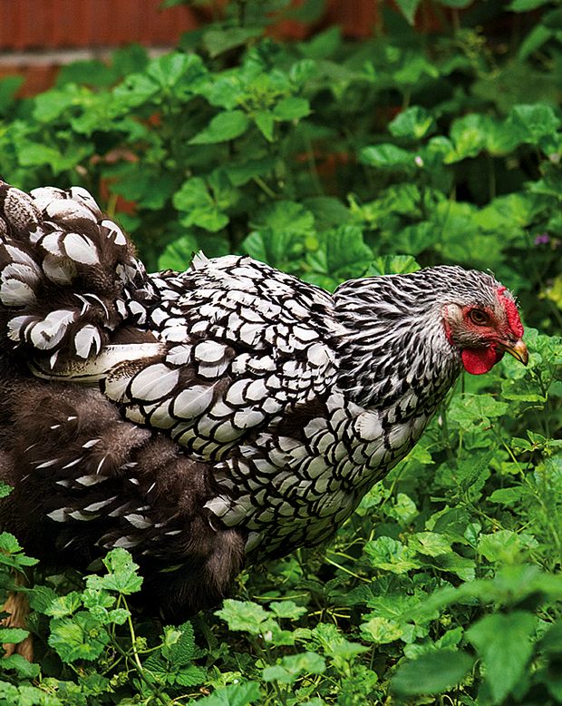 Виандот порода кур – описание, фото и видео