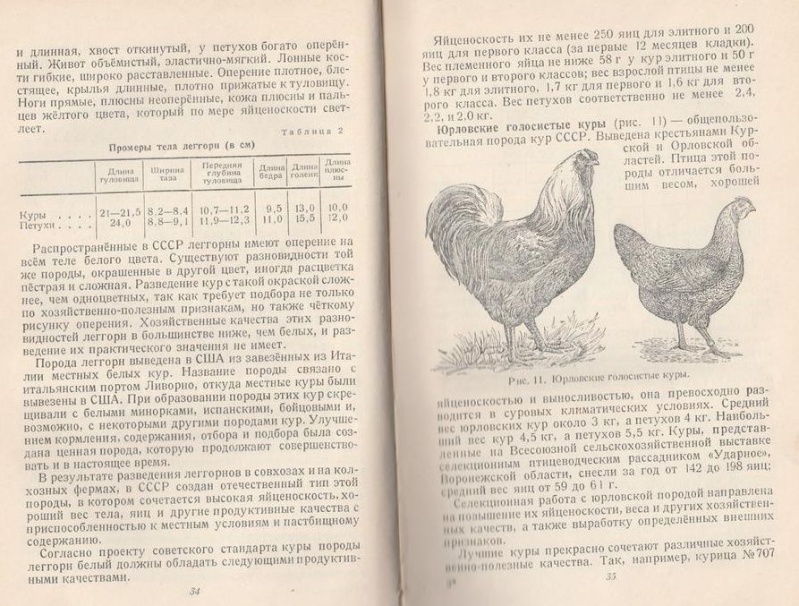 Как повысить яйценоскость домашних кур?