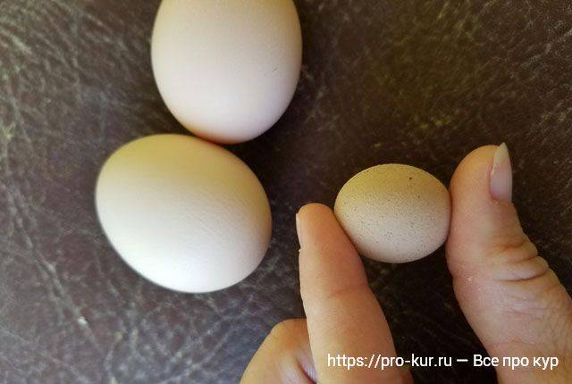Почему курица несет яйца без скорлупы?
