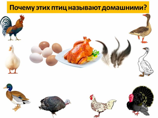 Кто ворует кур и цыплят из курятника?