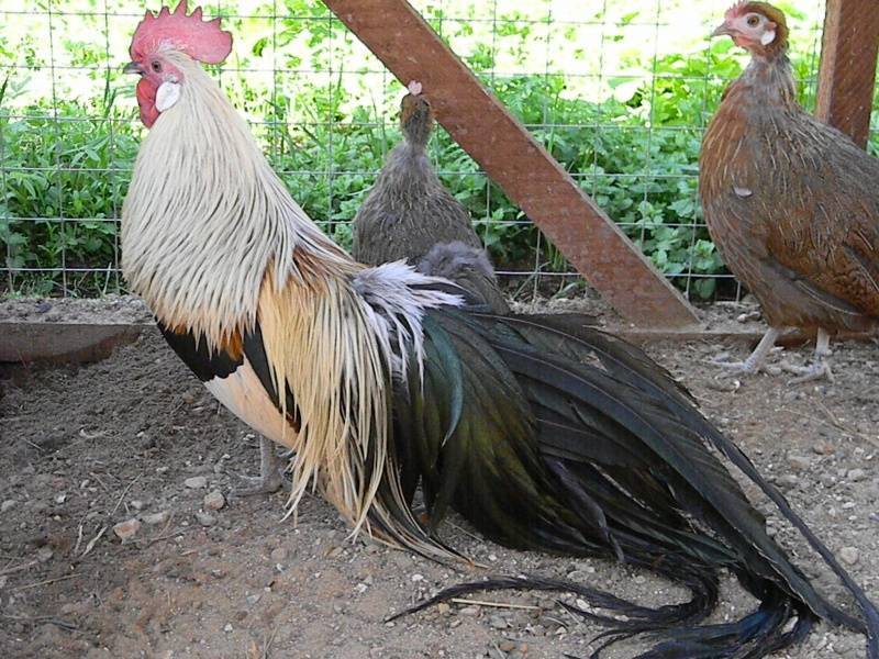 Феникс порода кур – описание, фото и видео