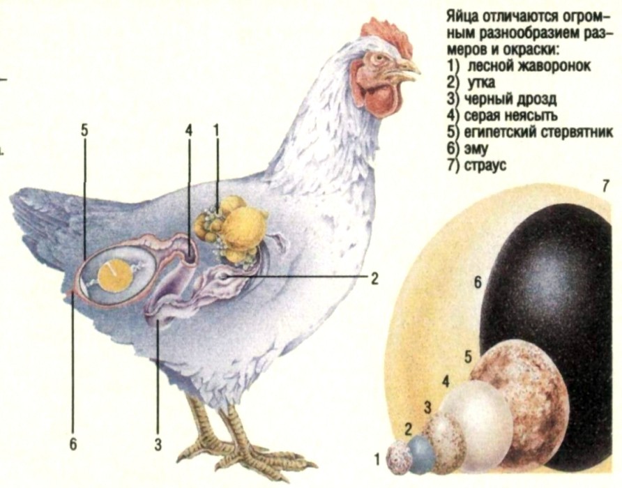 Как курица несет яйца и сколько времени занимает процесс? Механизм формирования желтка, белка и скорлупы