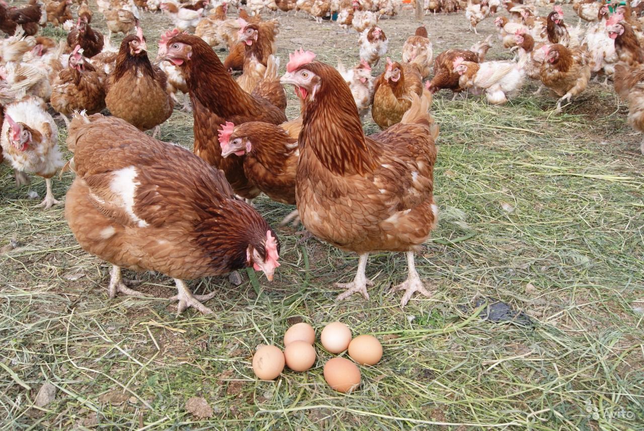 Хайсекс Браун - яичный кросс кур. Описание, характеристики, особенности выращивания и кормления