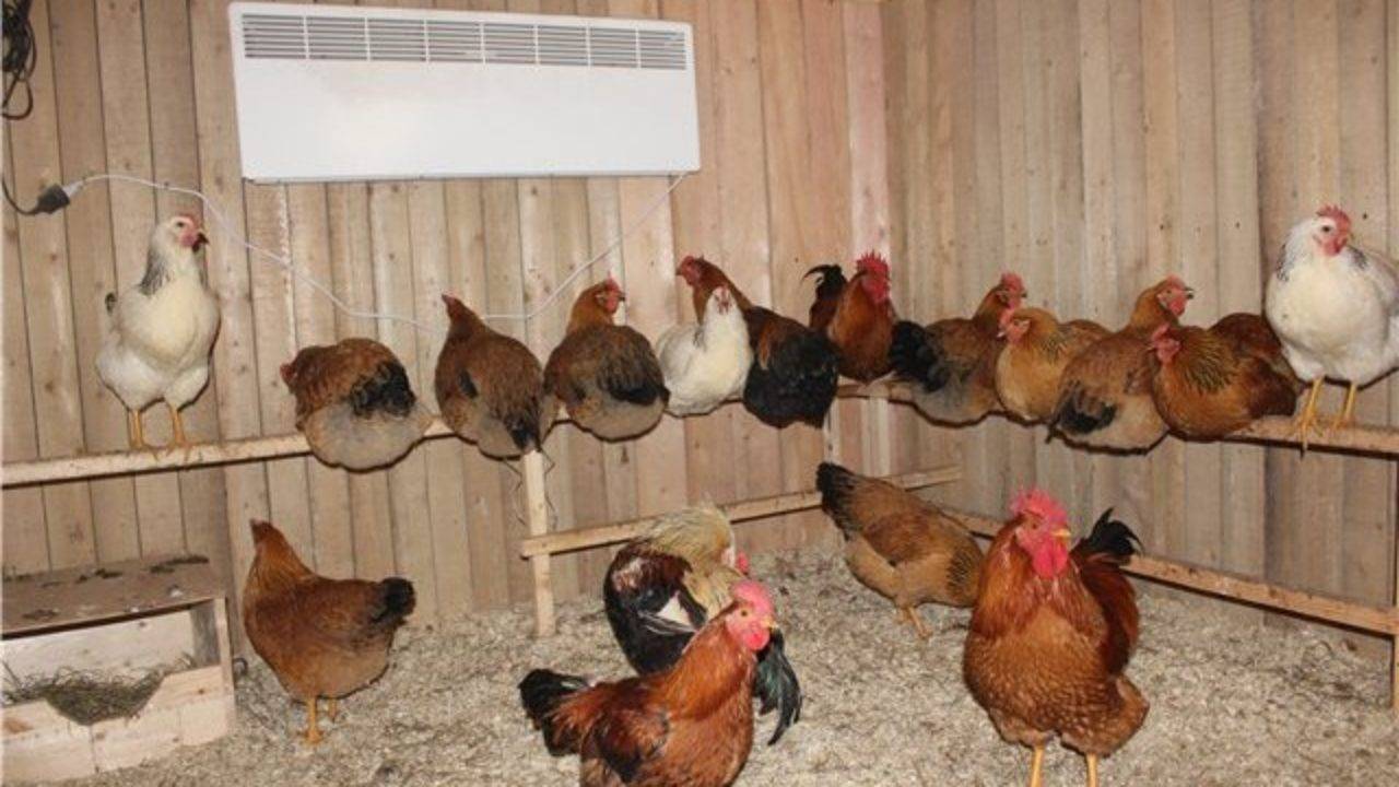 Разведение кур в домашних условиях: советы для начинающих, условия содержания, особенности кормления, выведение цыплят