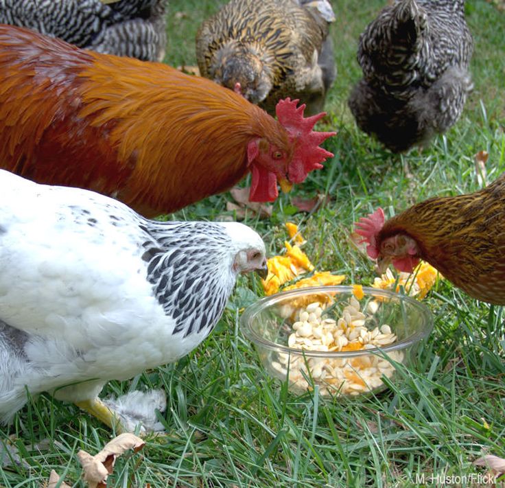 Лучшие растения для кур и цыплят, которые вы должны выращивать