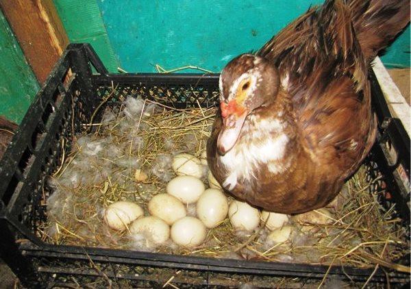 Какое количество яиц высиживает индоутка?