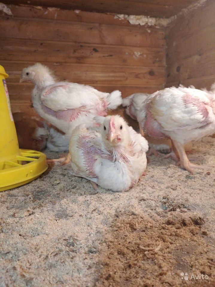 Выращивание бройлерных цыплят в домашних условиях