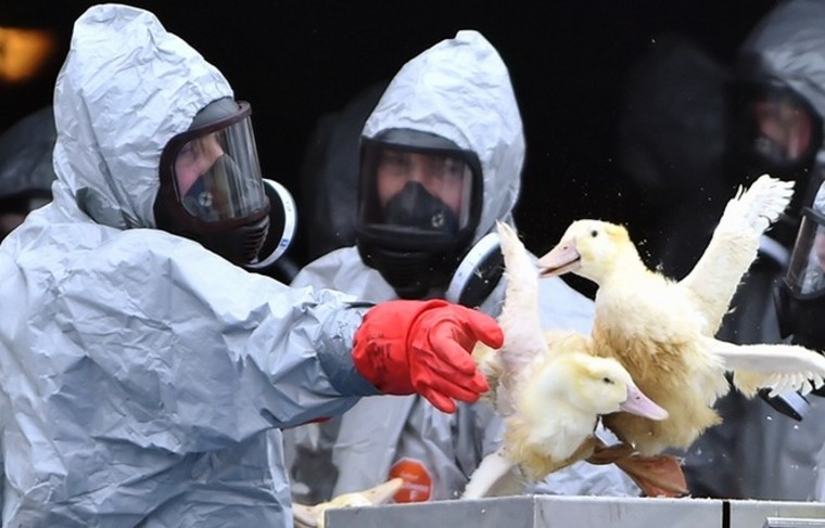 Птицеводы обеспокоены вспышками птичьего гриппа