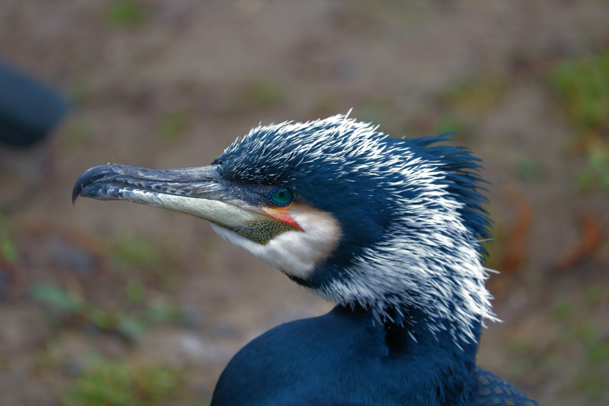 Чем примечательны голубые утки, почему считаются редкими
