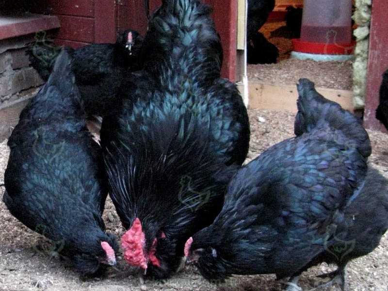 Отечественная мясо-яичная Московская черная порода кур и ее достоинства