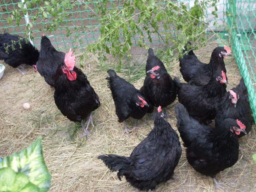 Черная Шуменская порода кур – описание с фото и видео