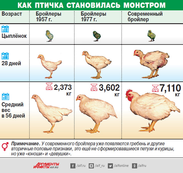 Как определить возраст курицы по внешнему виду и отличить старую птицу от молодой?