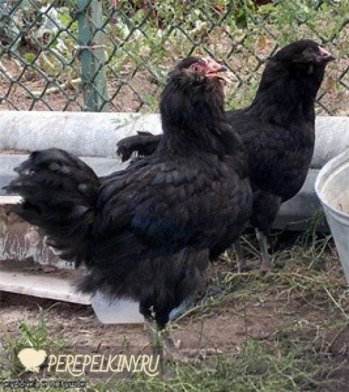 Черная бородатая порода кур – описание, фото и видео