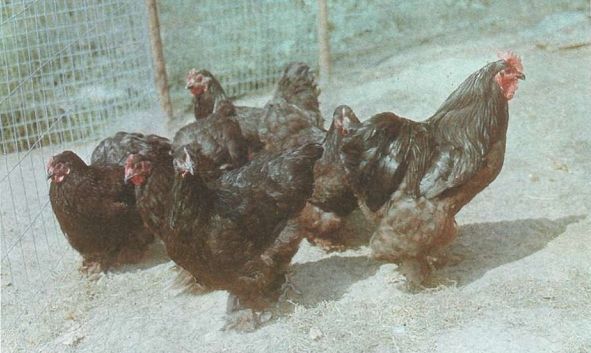 Арденская - яичная порода кур. Описание, характеристика, содержание и разведение, инкубация