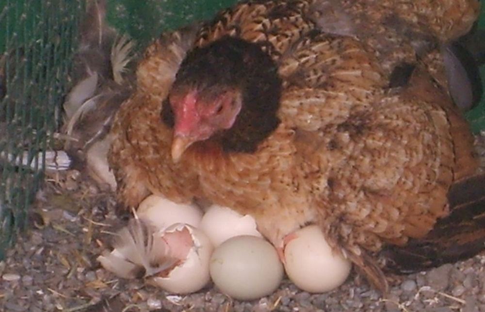 Как отучить курицу от насиживания яиц? Действенные способы: отсаживание, темнота, холодная вода, голодовка