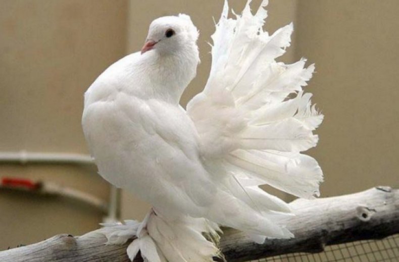 Какие бывают декоративные голуби, их особенности и происхождение