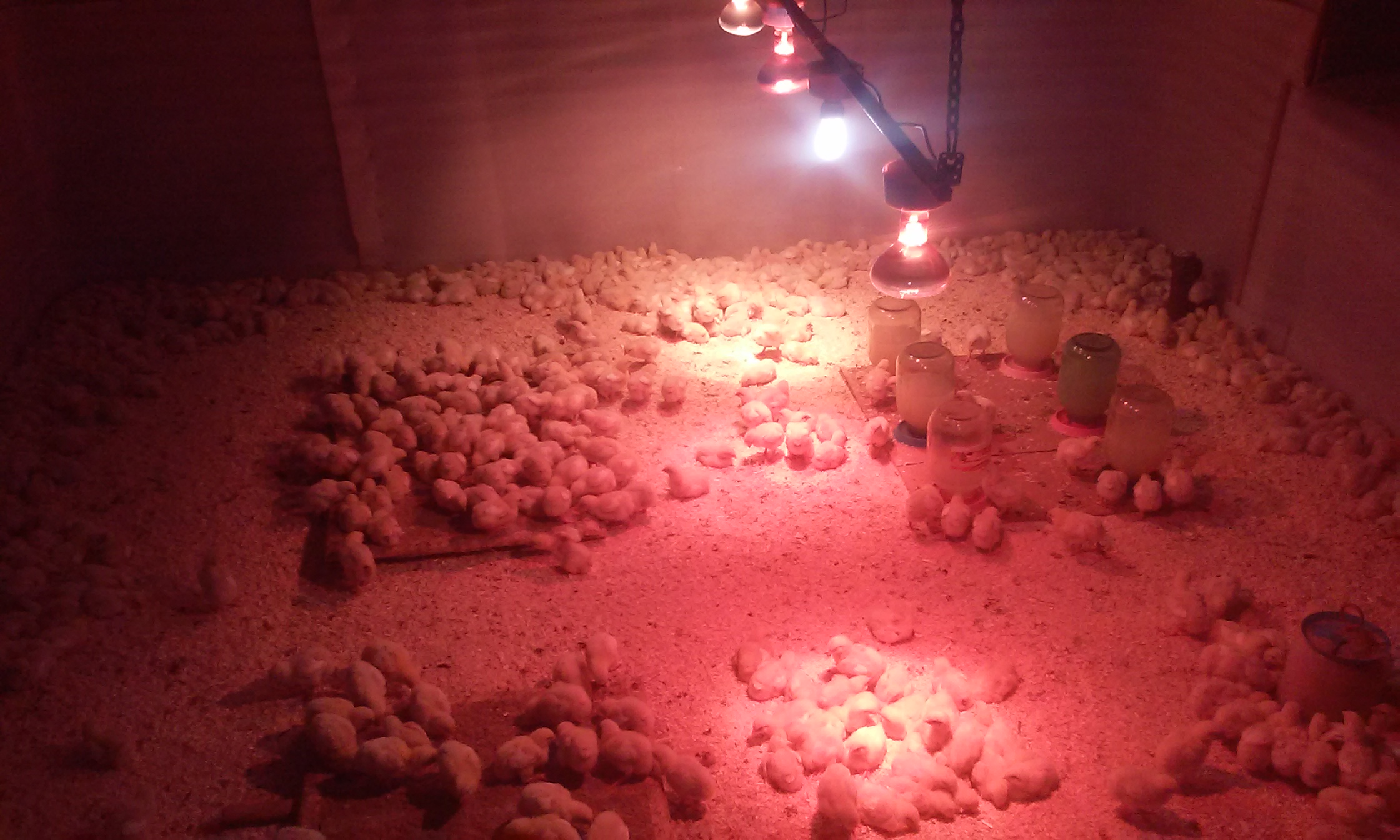 Как долго держать цыплят под лампой и температура в брудере