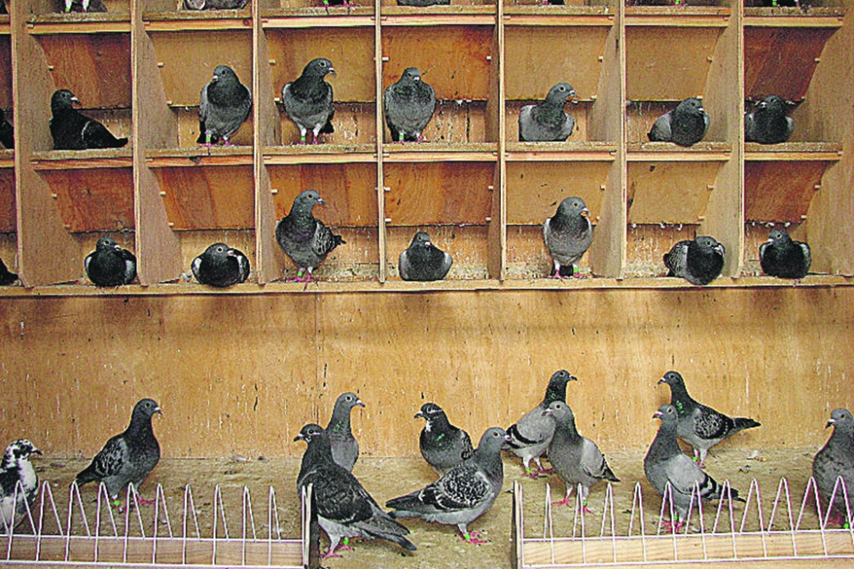 Содержание голубей: как обустроить и кормить, можно ли держать в квартире