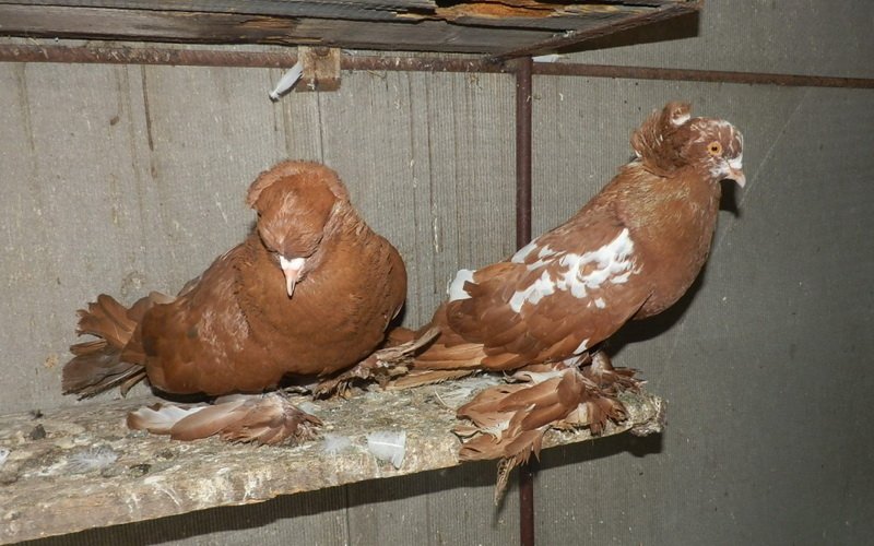 Обзор пород для мясного голубеводства