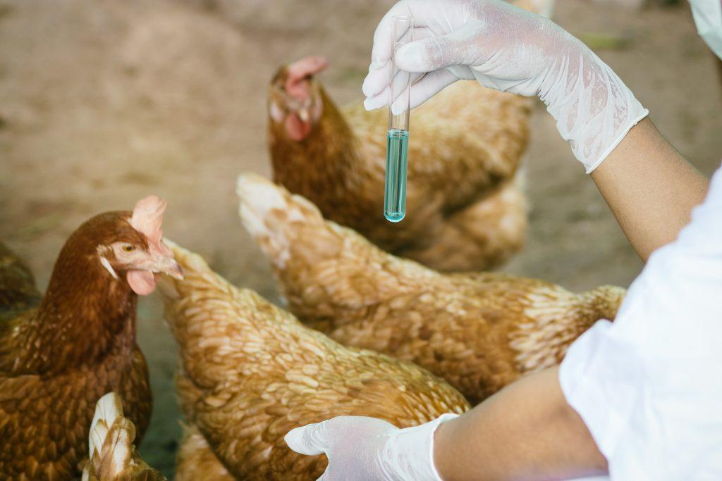 Энростин: инструкция по применению для цыплят бройлеров, взрослых кур и несушек