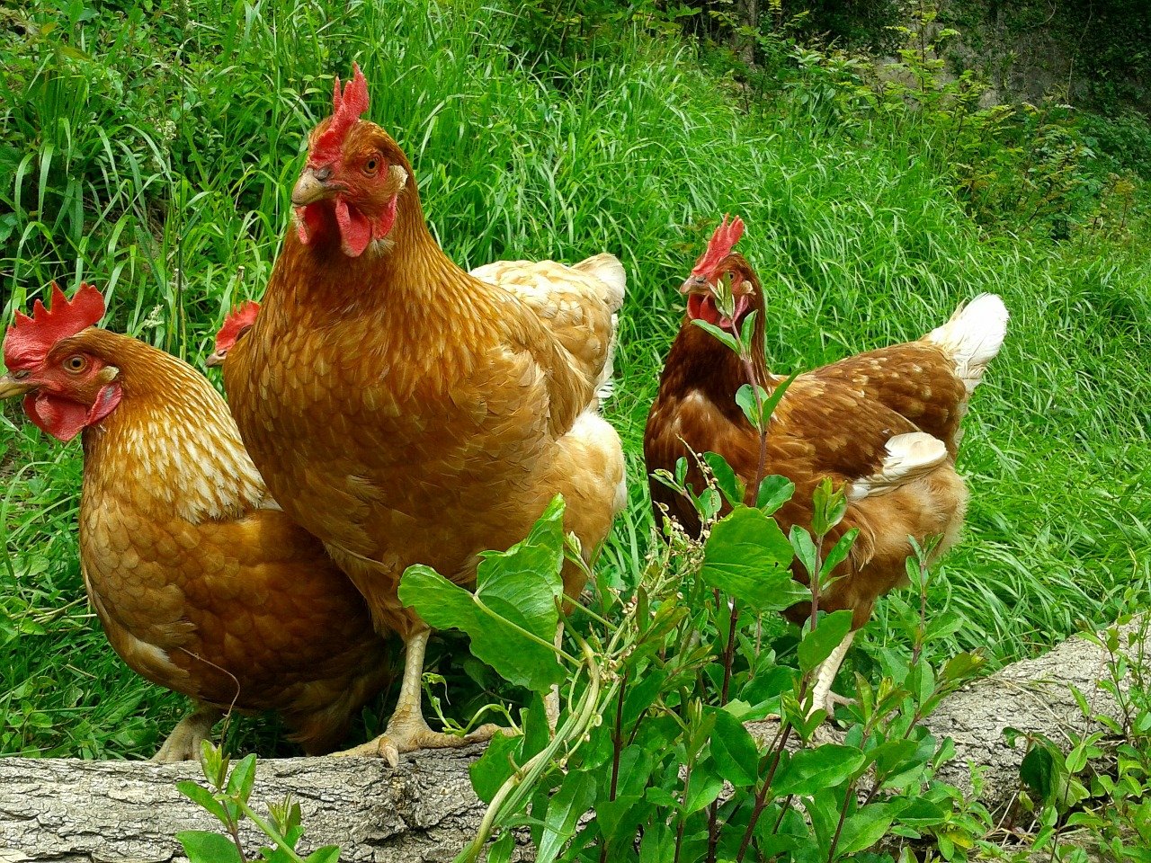 Породы домашних кур – фото и описание ТОП-10 несушек