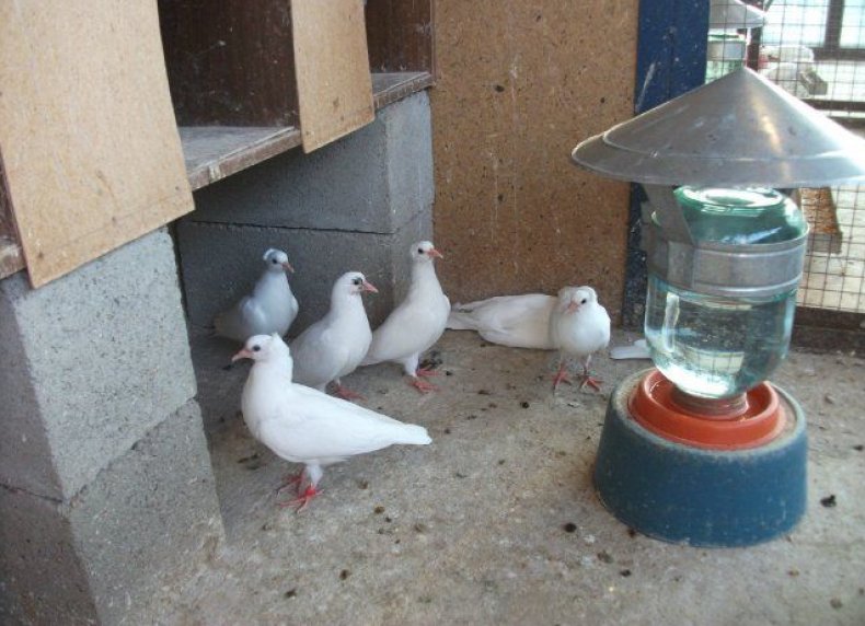 Делаем удобные кормушки и поилки для голубей